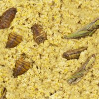 JR Farm Peanut Bar 2er Pack Heuschrecken & Seidenraupen