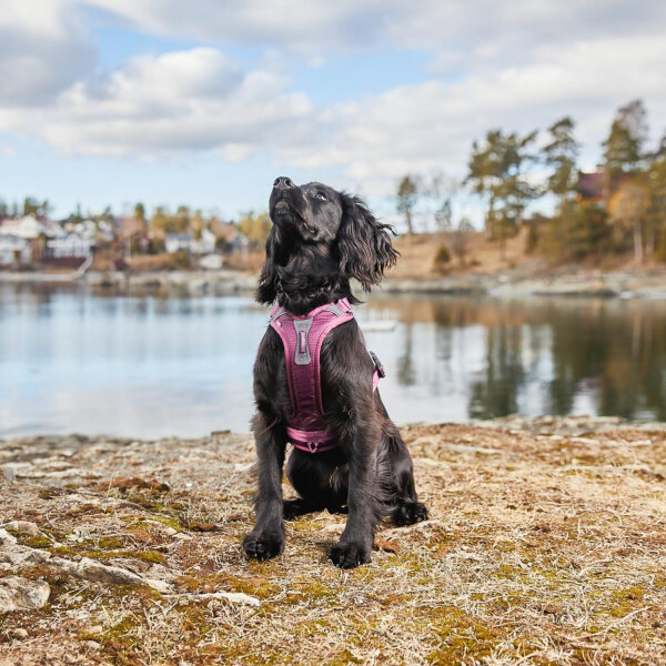 Non-stop Ramble Harness