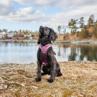 Non-stop Ramble Harness lila M
