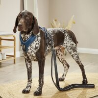 Wolters Geschirr Active Pro Comfort 45 - 52,5 cm petrol/anthrazit