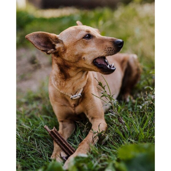 Green Petfood InsectDog Denties