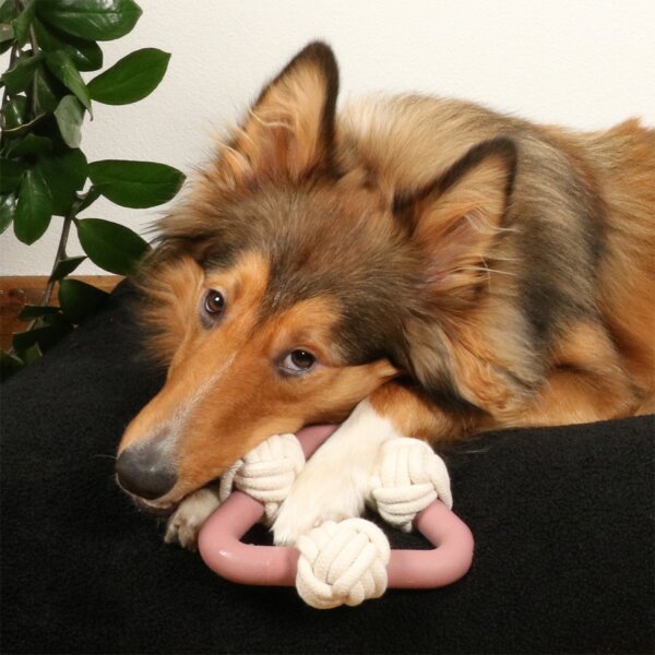 D&D Home Milou