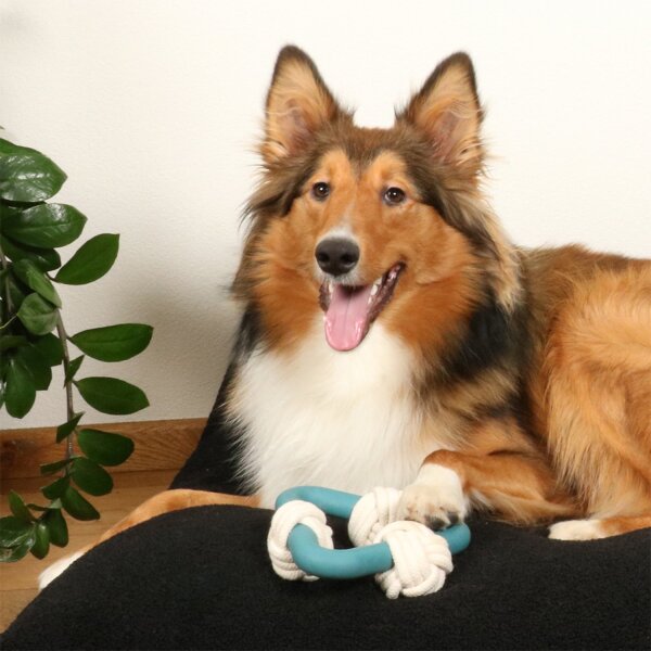 D&D Home Milou blau