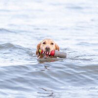 TRIXIE Aqua Toy Leuchtturm am Seil