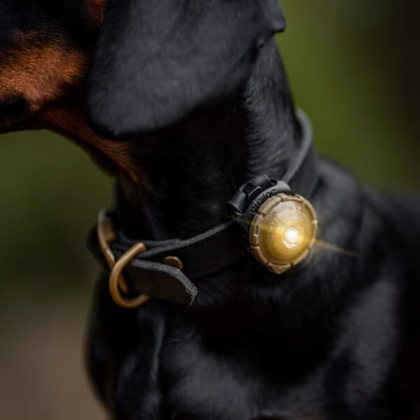 Orbiloc Dog Dual gold