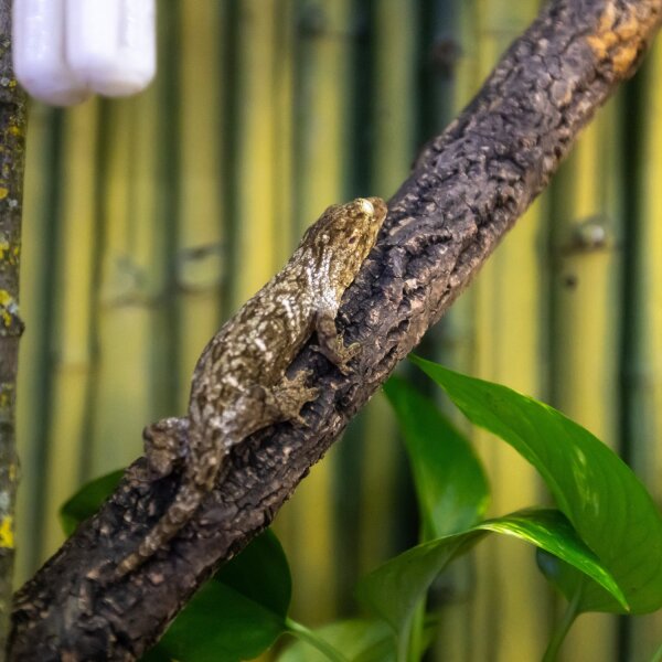 Neukaledonischer Riesengecko (Rhacodactylus leachianus)
