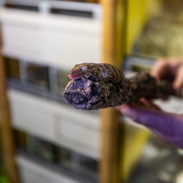 Neukaledonischer Riesengecko (Rhacodactylus leachianus)