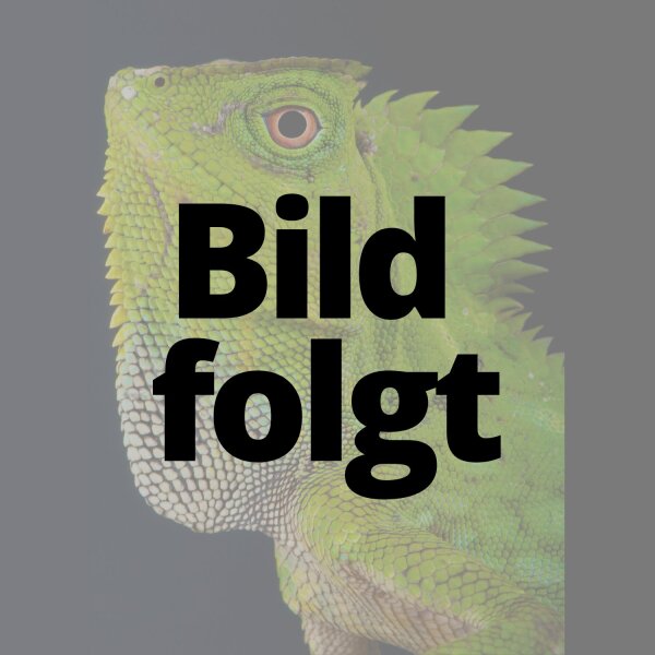 Chamäleon-Winkelkopfagame (Gonocephalus chamaeleontinus)