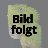 Chamäleon-Winkelkopfagame (Gonocephalus...