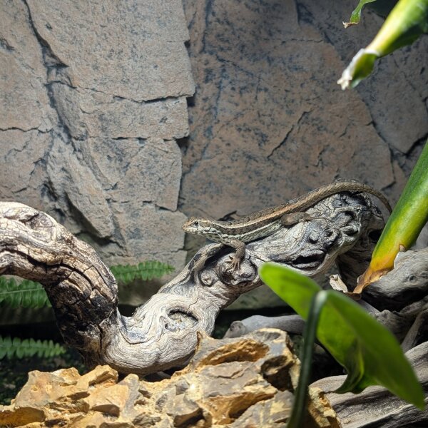 Bunter Maskenleguan (Leiocephalus personatus)