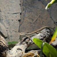 Bunter Maskenleguan (Leiocephalus personatus)