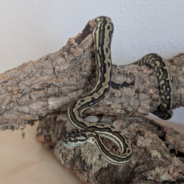 Teppichpython (Morelia spilota ssp.)