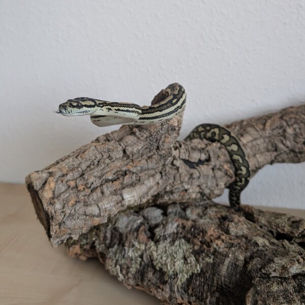 Teppichpython (Morelia spilota ssp.)