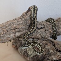 Teppichpython (Morelia spilota ssp.)