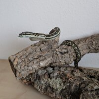 Teppichpython (Morelia spilota ssp.)