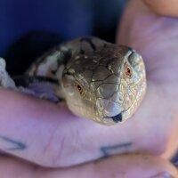 Riesenblauzungenskink (auf Anfrage)