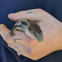 Riesenblauzungenskink (auf Anfrage)
