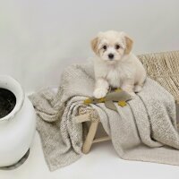 BUDDY. Hundespielzeug aus Leder "Kleine Ente"