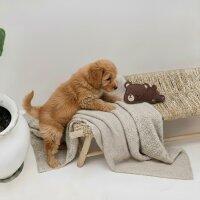 BUDDY. Hundespielzeug aus Leder "Kleiner Bär"