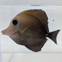Brauner Segelflossen-Doktorfisch (Zebrasoma scopas)