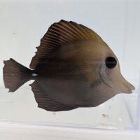 Brauner Segelflossen-Doktorfisch (Zebrasoma scopas)
