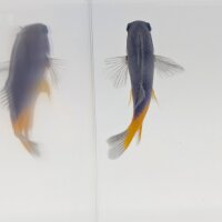 Gelbschwanz-Demoiselle (Chrysiptera parasema)
