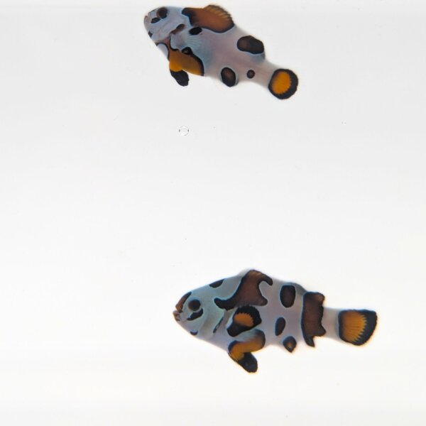Gladiator-Clownfischpaar (Amphiprion ocellaris "Gladiatori")
