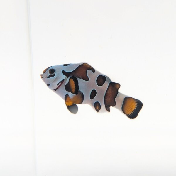 Gladiator-Clownfischpaar (Amphiprion ocellaris "Gladiatori")