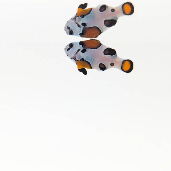 Gladiator-Clownfischpaar (Amphiprion ocellaris "Gladiatori")