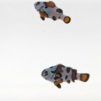 Gladiator-Clownfischpaar (Amphiprion ocellaris...