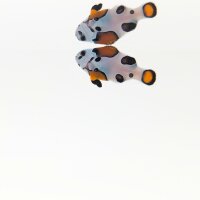 Gladiator-Clownfischpaar (Amphiprion ocellaris "Gladiatori")