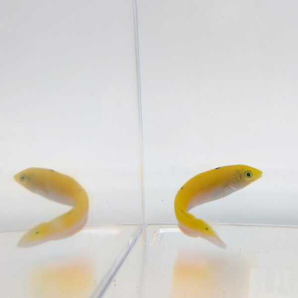 Indischer Kanarien-Lippfisch (Halichoeres leucoxanthus)