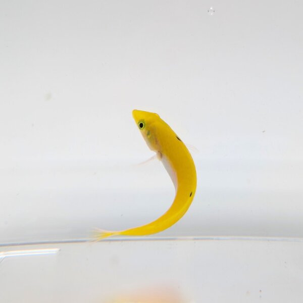 Indischer Kanarien-Lippfisch (Halichoeres leucoxanthus)
