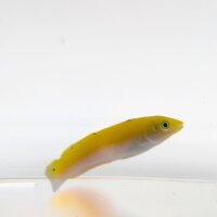 Indischer Kanarien-Lippfisch (Halichoeres leucoxanthus)