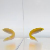 Indischer Kanarien-Lippfisch (Halichoeres leucoxanthus)