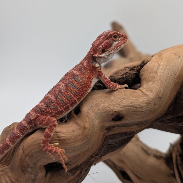 1.1 Bartagame Red Blue Tiger hypo (Pogona vitticeps) auf Anfrage