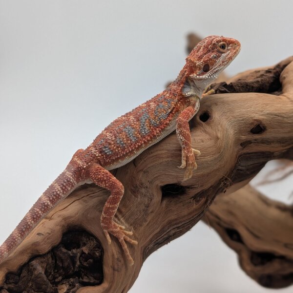 1.1 Bartagame Red Blue Tiger hypo (Pogona vitticeps) auf Anfrage