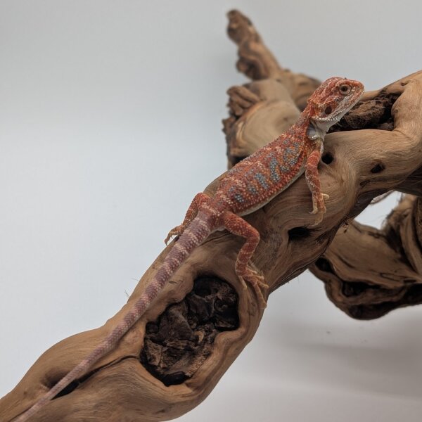 1.1 Bartagame Red Blue Tiger hypo (Pogona vitticeps) auf Anfrage