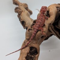 1.1 Bartagame Red Blue Tiger hypo (Pogona vitticeps) auf...