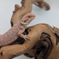 1.1 Bartagame Red Blue Tiger hypo (Pogona vitticeps) auf Anfrage