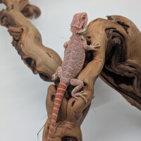 1.1 Bartagame Red Blue Tiger hypo (Pogona vitticeps) auf Anfrage