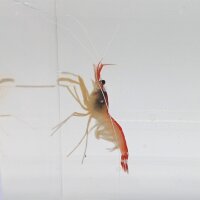 Indopazifische Weißband-Putzergarnele (Lysmata...