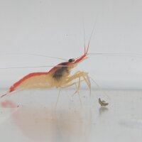 Indopazifische Weißband-Putzergarnele (Lysmata...