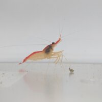 Indopazifische Weißband-Putzergarnele (Lysmata amboinensis)
