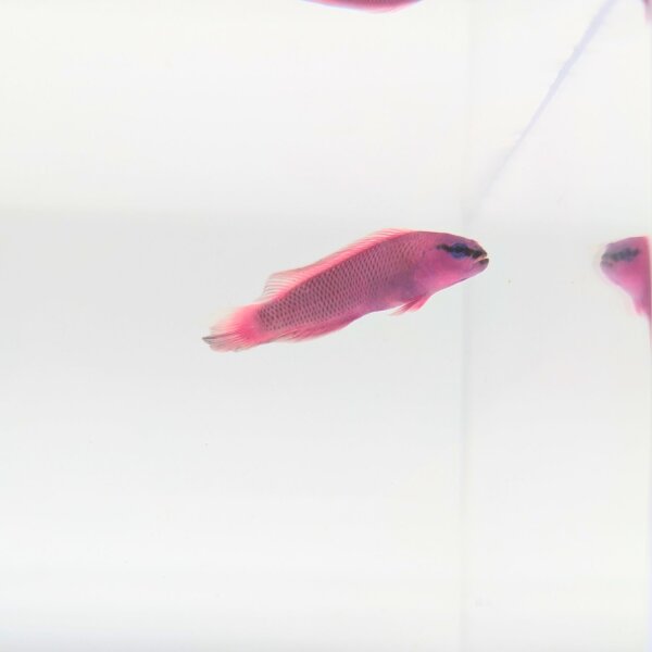 König-Salomon Zwergbarsch (Pseudochromis fridmani)
