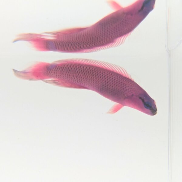 König-Salomon Zwergbarsch (Pseudochromis fridmani)