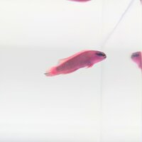 König-Salomon Zwergbarsch (Pseudochromis fridmani)