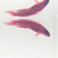 König-Salomon Zwergbarsch (Pseudochromis fridmani)