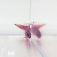 König-Salomon Zwergbarsch (Pseudochromis fridmani)