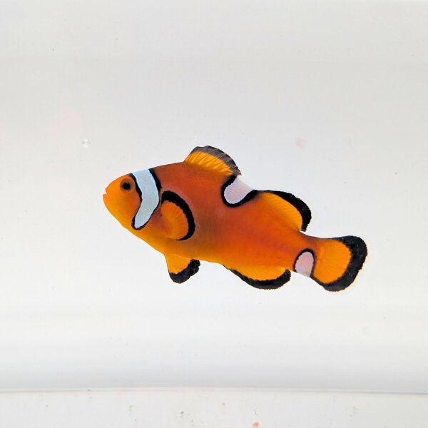 Falscher Clownfisch Misbar (Amphiprion Ocellaris Misbar)